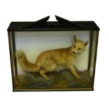 Taxidermy - Victorian cased snarling fox on naturalistic setting, in black painted and glazed case,