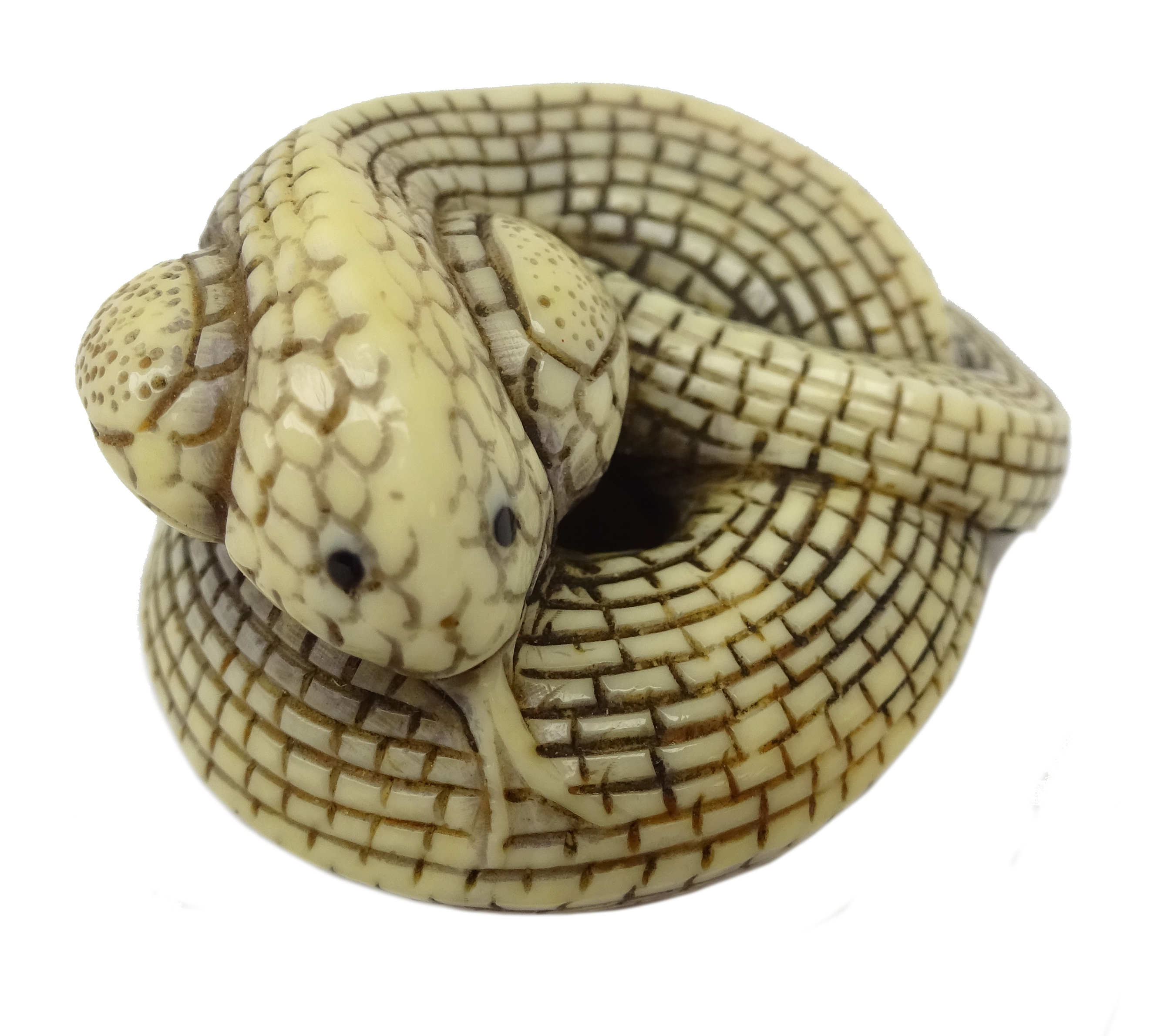 Japanese Meiji ivory Netsuke in the form of a coiled Cobra Snake, L4.