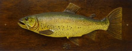 Early 20th century plaster cast and painted model of a Rainbow Trout with glass eye on rectangular