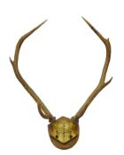 Taxidermy - Late Victorian seven point red deer antlers mounted on oak plinth inscribed