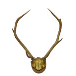 Taxidermy - Late Victorian seven point red deer antlers mounted on oak plinth inscribed