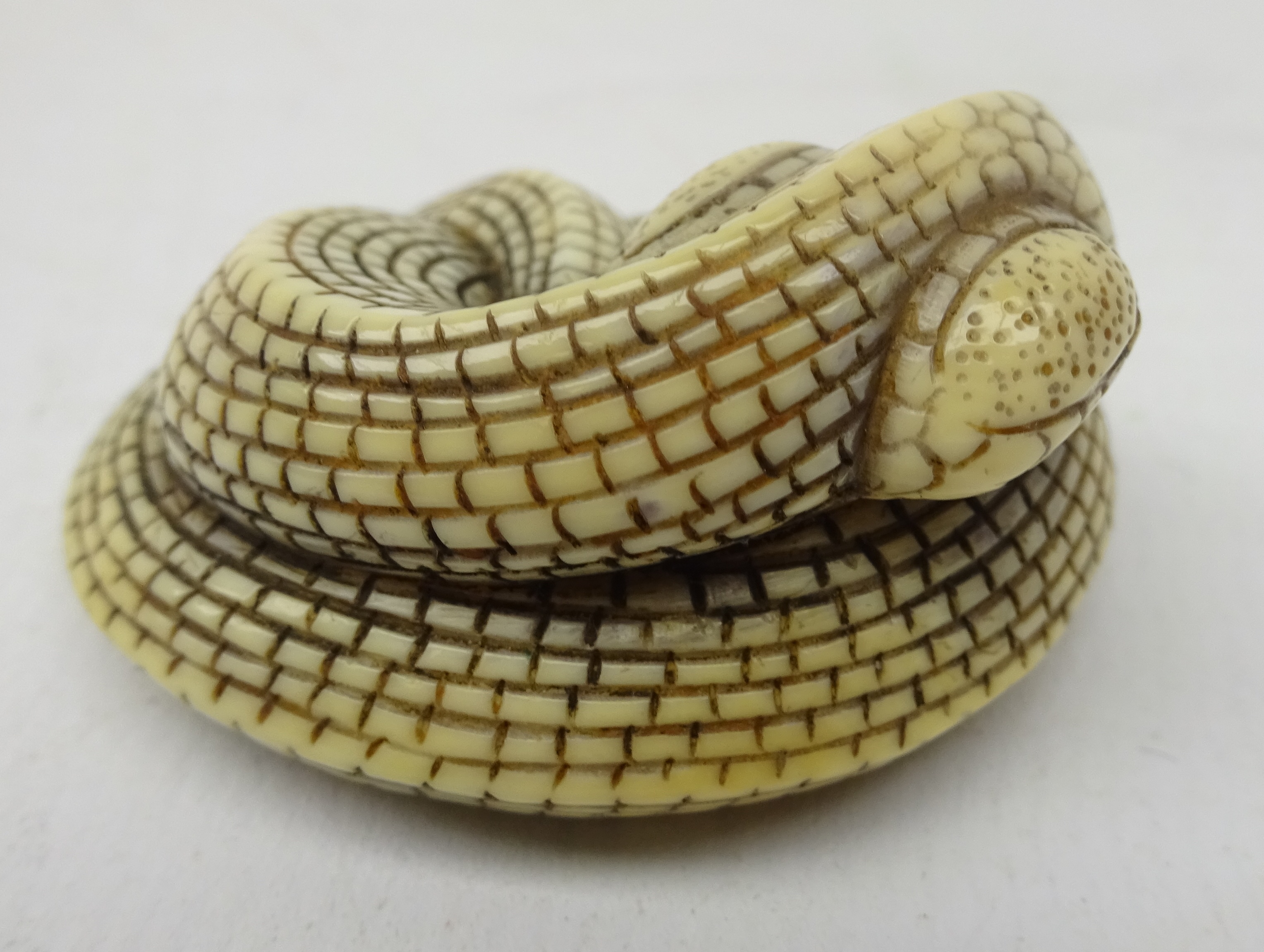 Japanese Meiji ivory Netsuke in the form of a coiled Cobra Snake, L4. - Image 3 of 4