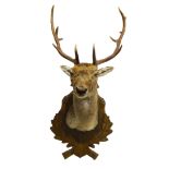 Taxidermy - Fallow Deer, shoulder mount on oak leaf carved Black Forest style shield,