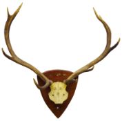 Taxidermy - Pair red deer antlers on cut upper frontlet, ten points mounted on oak shield,