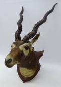 Taxidermy - Blackbuck, head and neck mount, on stained pine shield,