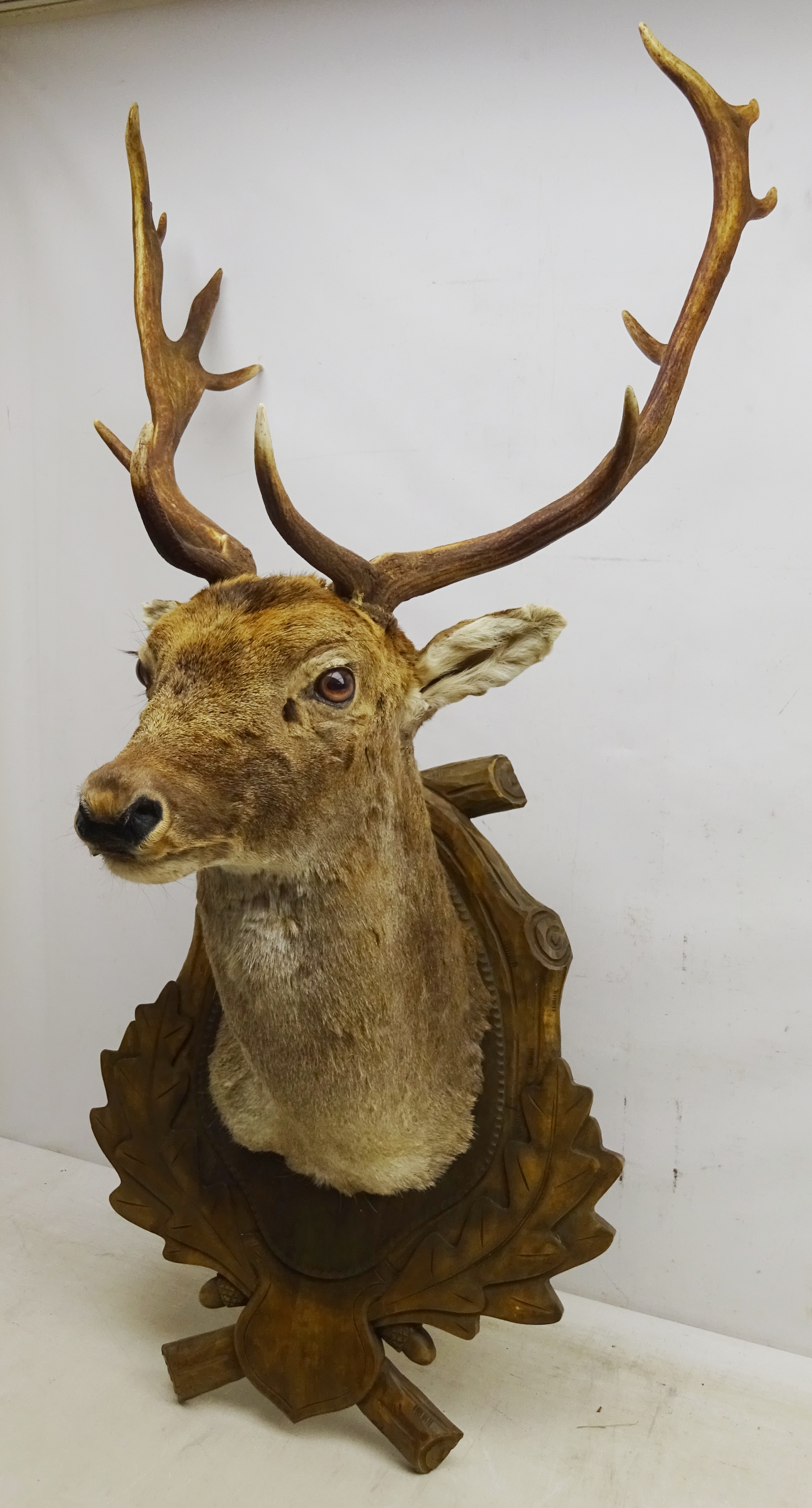 Taxidermy - Fallow Deer, shoulder mount on oak leaf carved Black Forest style shield, - Image 3 of 3