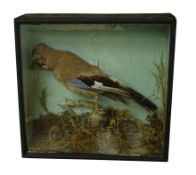 Taxidermy - Victorian cased Jay perching on branch within naturalist setting,