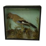 Taxidermy - Victorian cased Jay perching on branch within naturalist setting,
