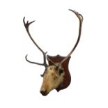 Taxidermy - Twelve point Red Deer Stag, head and antlers mounted on shield shaped plinth, W75cm,