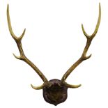 Taxidermy - Pair Red Deer antlers on cut upper hide covered frontlet,