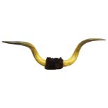 Taxidermy - Pair large Victorian mounted cow horns,