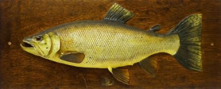 Early 20th century plaster cast and painted model of a Sea Trout with glass eye on rectangular oak