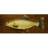 Early 20th century plaster cast and painted model of a Sea Trout with glass eye on rectangular oak