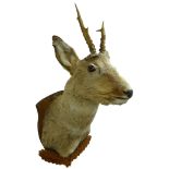 Taxidermy - Roe Deer head and neck mounted upon oak leaf carved shield,