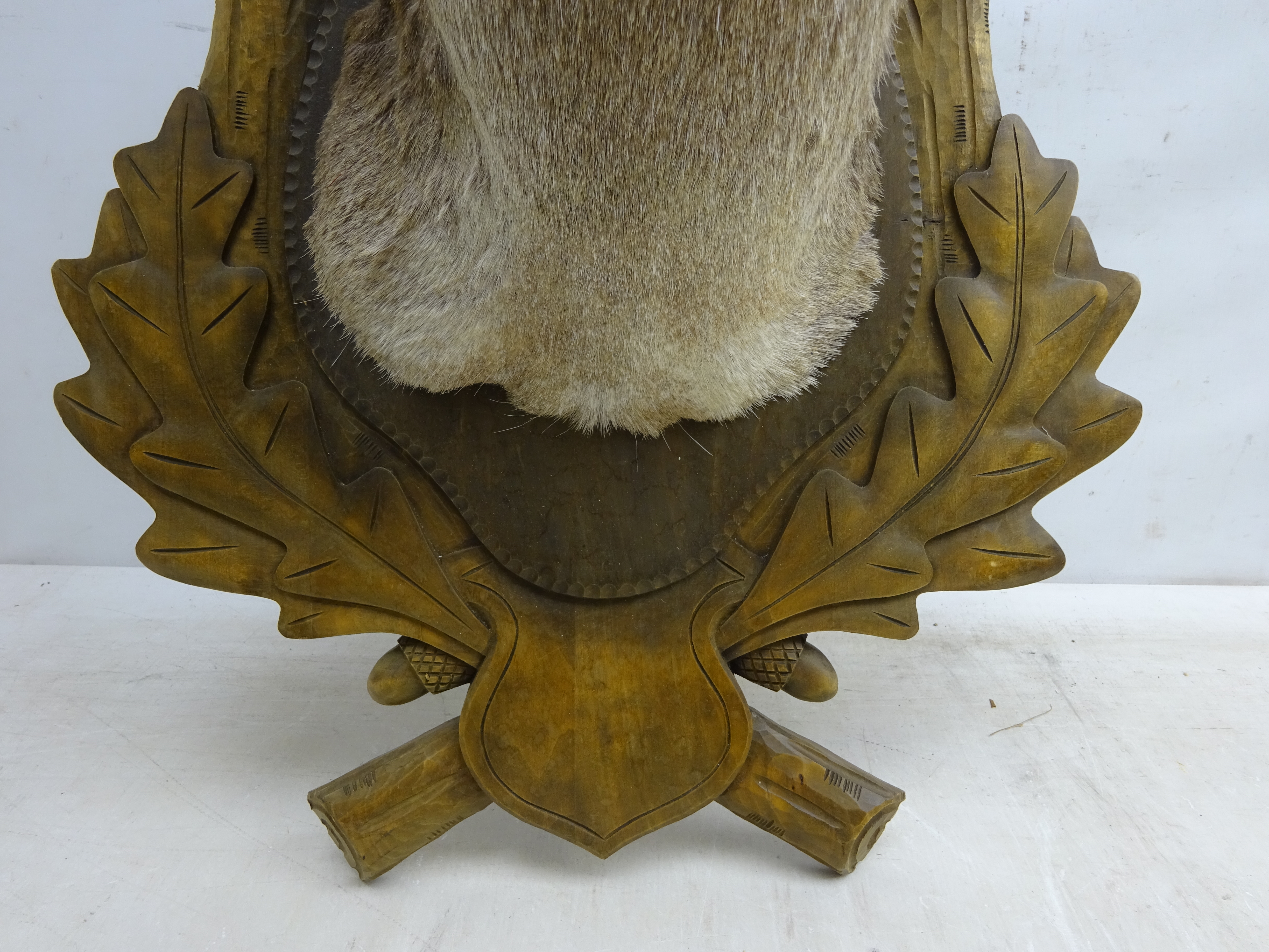 Taxidermy - Fallow Deer, shoulder mount on oak leaf carved Black Forest style shield, - Image 2 of 3