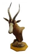 Taxidermy - African Blesbok shoulder mount with head turning sharply to the left,