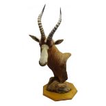 Taxidermy - African Blesbok shoulder mount with head turning sharply to the left,