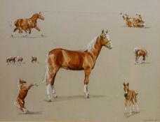 Studies of Chestnut Mare and Foal,