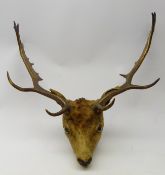 Taxidermy - Fallow Deer, head mount with antlers,