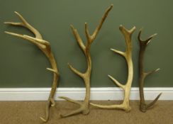Pair of six point Elk antlers,