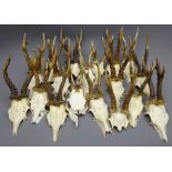 Collection of Roe Deer antlers on skulls,
