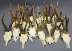 Collection of Roe Deer antlers on skulls,