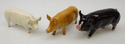 Three Pig models: Beswick CH Wall Queen 40 & Berkshire Boar 4118 and Royal Doulton Tamworth Brown