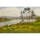 Highland Sheep Grazing next to a Loch and Mountainous Seascape,