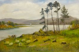 Highland Sheep Grazing next to a Loch and Mountainous Seascape,
