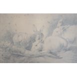 A pencil sketch of rabbits 28 x 43cm