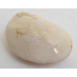 A large bivalve, Panopea Approximately 7 x 5cm,