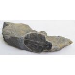 A trilobite, Elrathia.