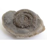An ammonite, Geesops.