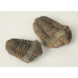 Two trilobites,