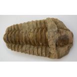 A trilobite, Asaphus.