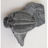 A trilobite, Elrathia. Cambrian - Wheeler Skale, North America Approximately 4.