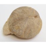 A sea urchin, Clepeus plottisea ('Poundstone'). Mid Jurassic - Gloucestershire Approximately 12.