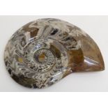 A large polished ammonite.