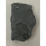 A trilobite, El Ramatha Knightia.