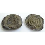 An ammonite, Dactilosaurus.