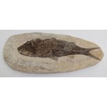 A fine fish plaque, Diplomystus Knightia. Cretaceous - USA Approximately 19 x 8.5cm total size, 157.