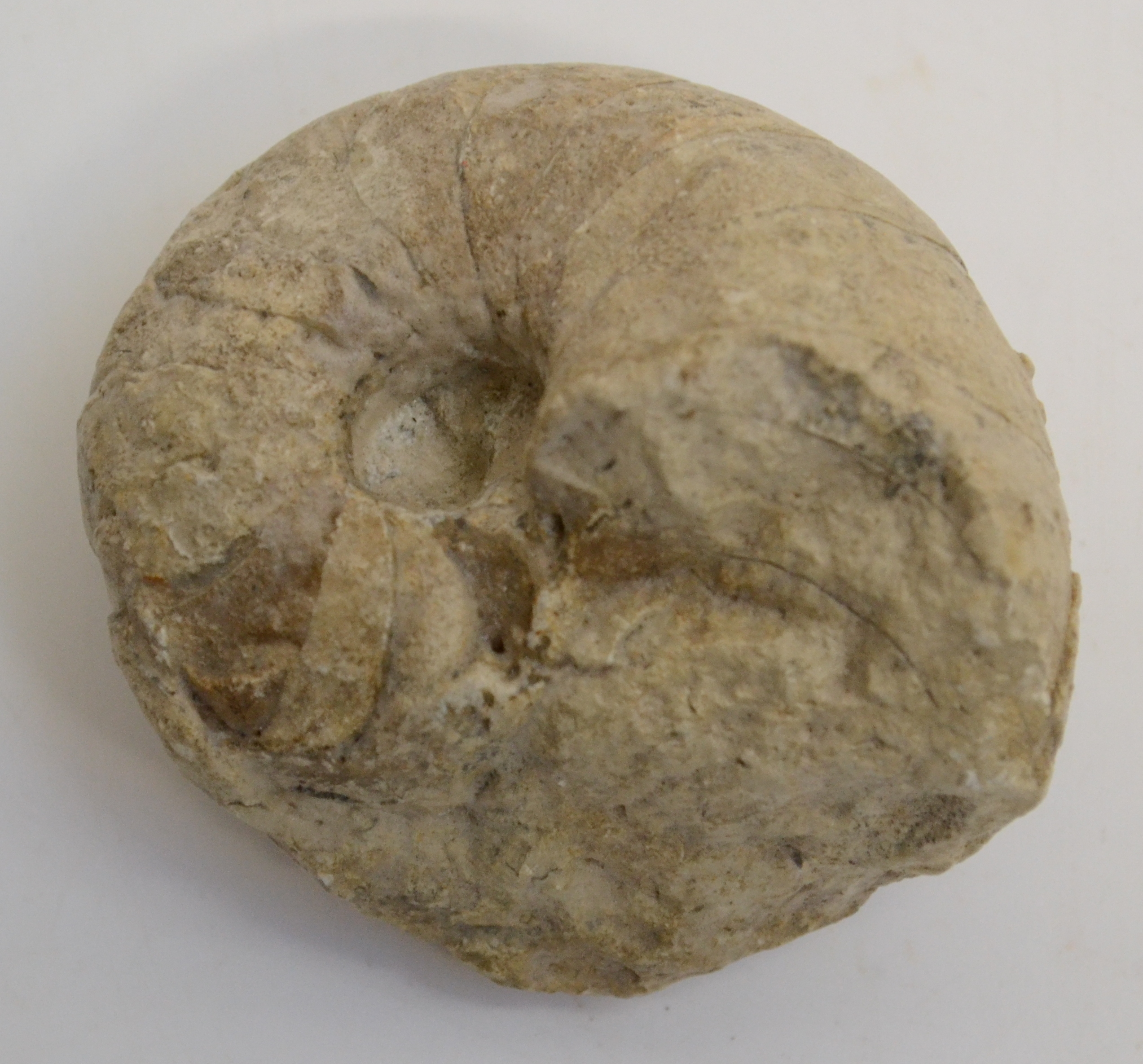 A Nautiloid cenoceras. Jurassic - Illminster, Somerset Approximately 6 x 7cm, 224.