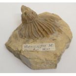 A crinoid, Platycrinites. Miocene - Montana, USA Approximately 10 x 9.5cm total size, 244.