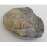 Eremocririus, Fenton. Mississippian - Gilmore City, Iowa, USA Approximately 6 x 4.