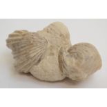 A brachiopod, Rhynchonella.