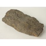 An Asterophyllites (primitive horsetail). Carboniferous - Wales Approximately 15 x 8cm, 631.