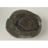An ammonite, Cleoniceras.
