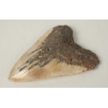A large Megalodon shark tooth.
