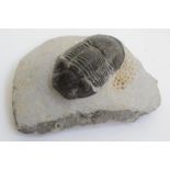 A trilobite, Echiaeras. Jurassic - Charmouth, Dorset Approximately 8 x 5.5cm, 203.