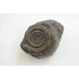 An ammonite, Dactylioceras. Jurassic - Whitby, Yorkshire Approximately 11.